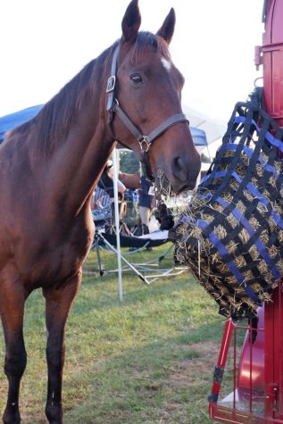 Arcus, an equine competitor, takes a snack break to regain his strength between events.