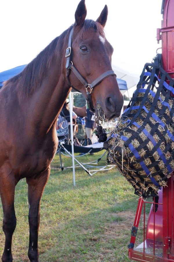 Arcus, an equine competitor, takes a snack break to regain his strength between events.